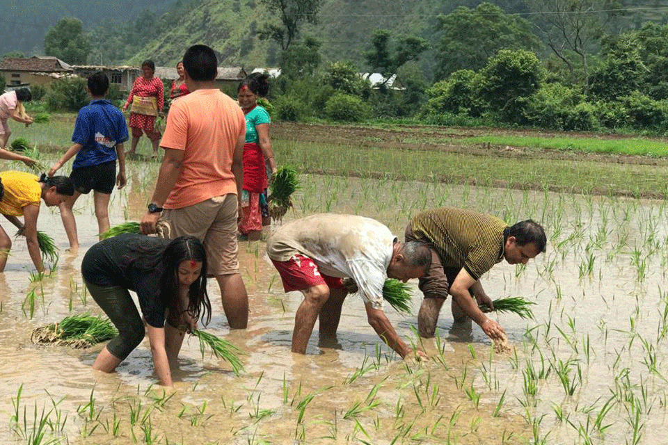 Ashad 15 (Dhan Diwas), The Rice Plantation Festival of Nepal and Dahi Chiura