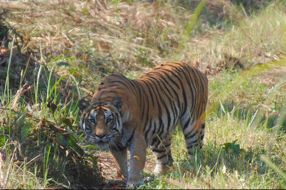 Bardia National Park Safari