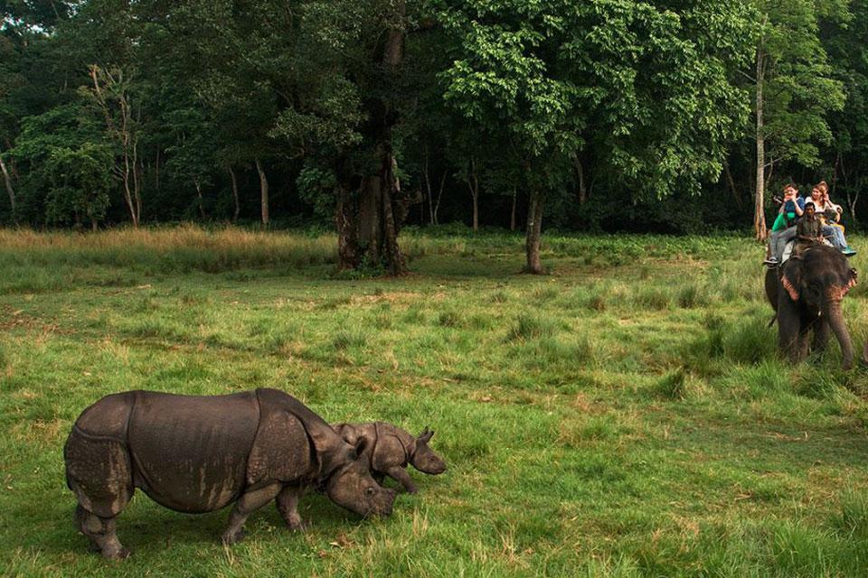 Chitwan National Park Safari