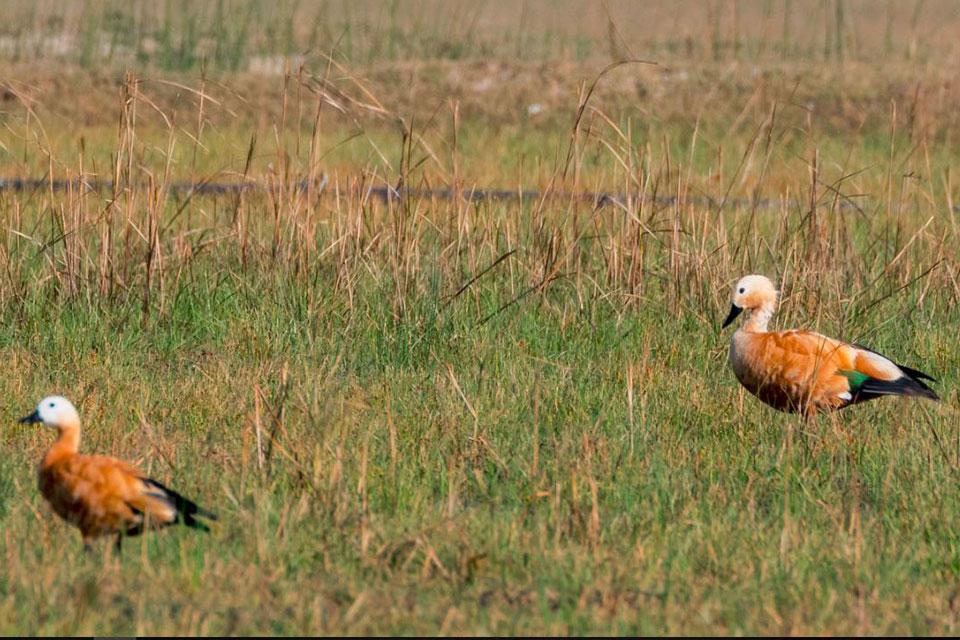 Koshi Tappu Wildlife Reserve Safari